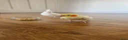Cockatiels birds for sale: 4x mixed coloured cockatiles - Advert 13