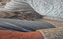 French Bulldog dogs for sale: Beautiful Belle - Image 5