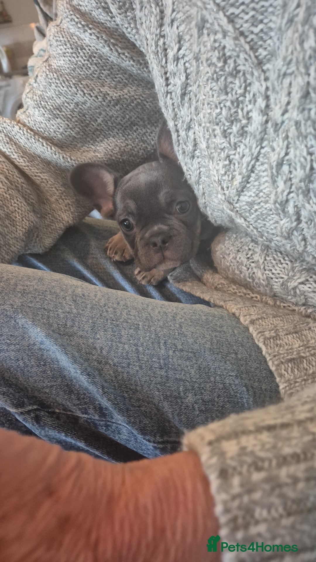 French Bulldog dogs for sale: Beautiful Belle - Image 5