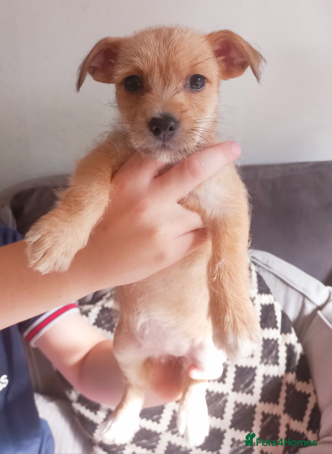 Mixed Breed dogs for sale: Chorkie puppy now available  - Image 6