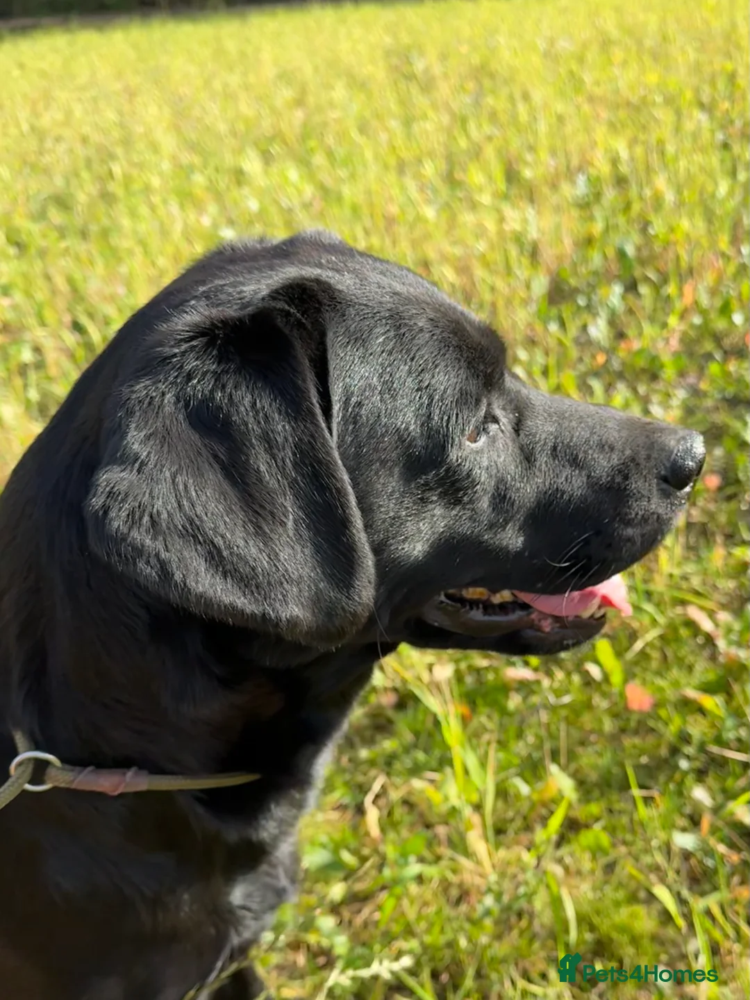 Labrador Retriever dogs for stud: Health Tested Working Labrador Retriever for stud in Burton-on-Trent - Advert 9