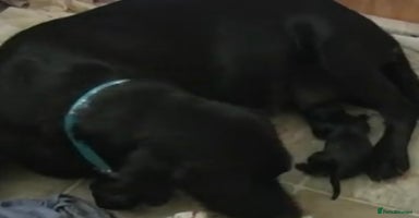 Labradoodle dogs - Advert 3