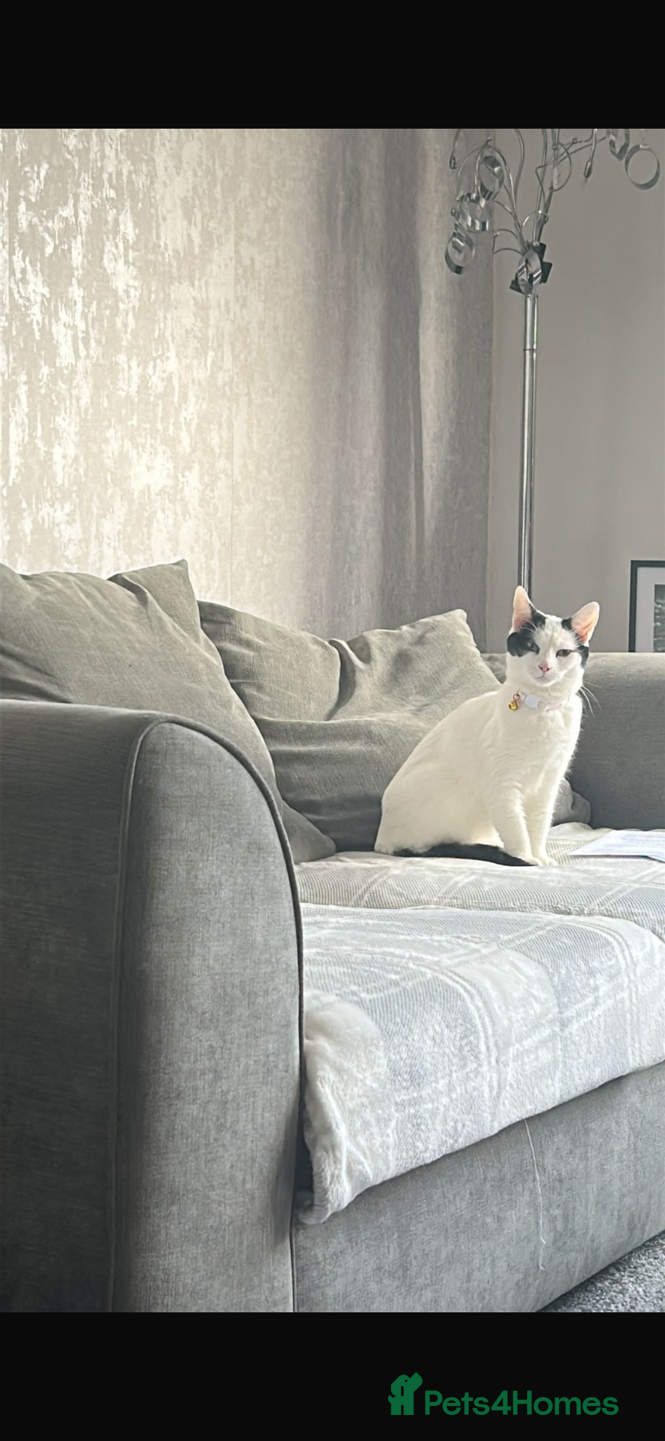 Mixed Breed cats URGENT REHOME  - Advert 2