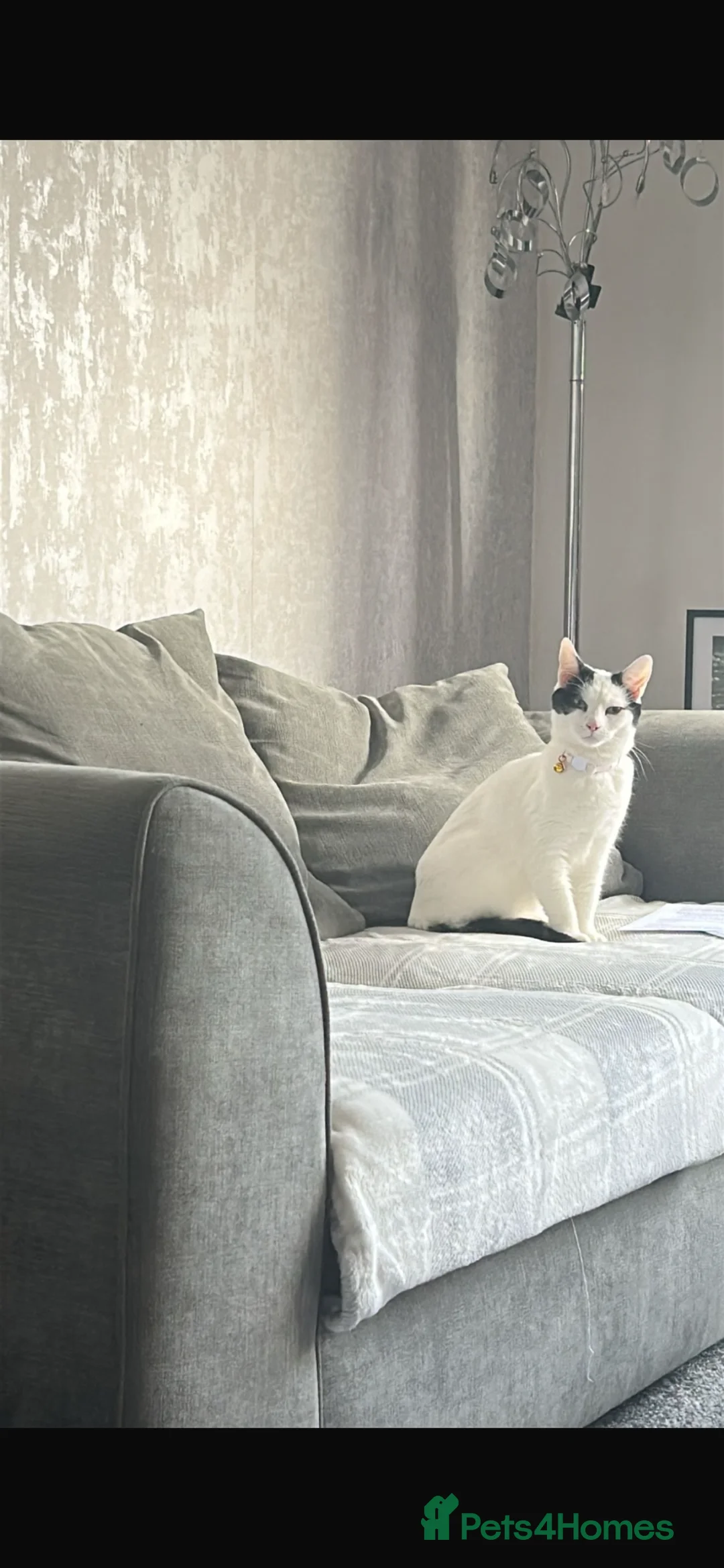 Mixed Breed cats for sale: URGENT REHOME  in Sutton-in-Ashfield - Advert 1