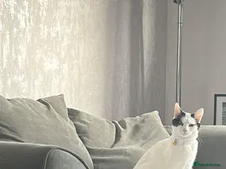 Mixed Breed cats URGENT REHOME - Advert 4