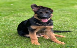 German Shepherd dogs for sale: 4 Month Male GSD looking for experienced home only - Image 2