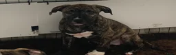 Mixed Breed dogs for sale: Only 3 left!  American Staff Terrier Cross Puppies - Advert 9