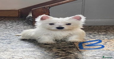 West Highland Terrier dogs Beautiful Westie puppies  - Advert 9