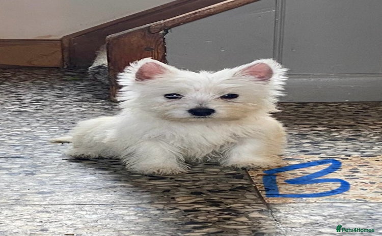 West Highland Terrier dogs - Advert 1