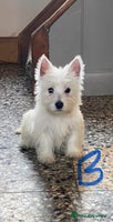 West Highland Terrier dogs Beautiful Westie puppies - Advert 4