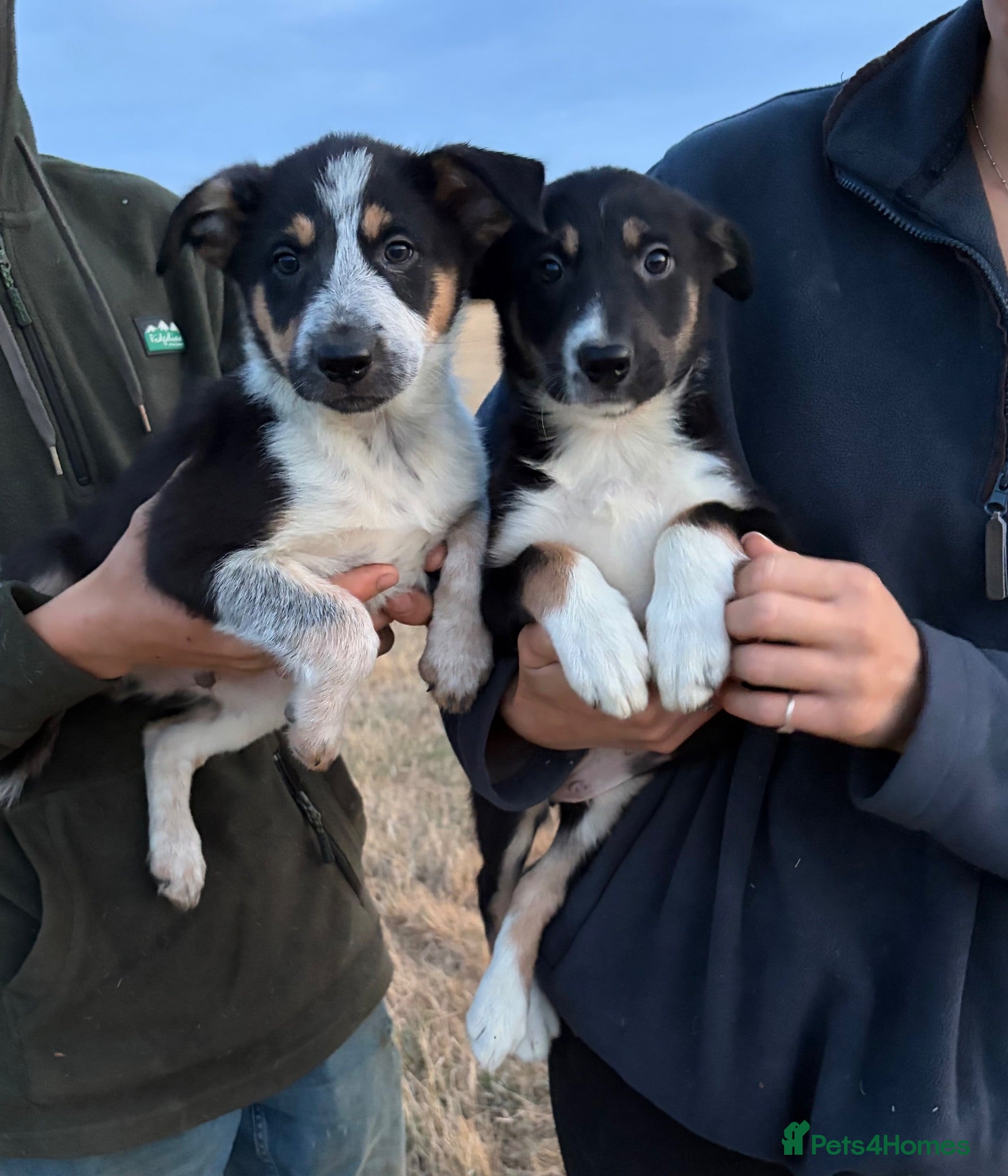 Border Collie dogs Pedigree border collie puppies  - Advert 1