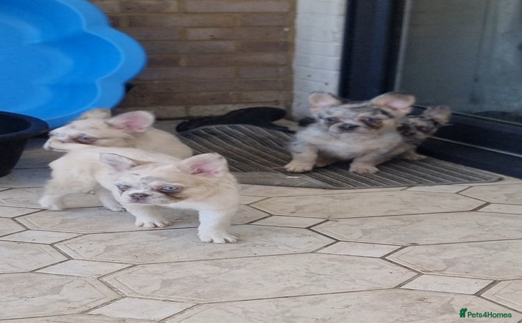 French Bulldog dogs - Advert 4