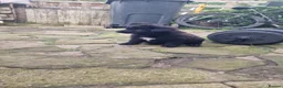 German Shepherd dogs for sale: 3 Beautiful German Shepherd Puppies - Advert 5