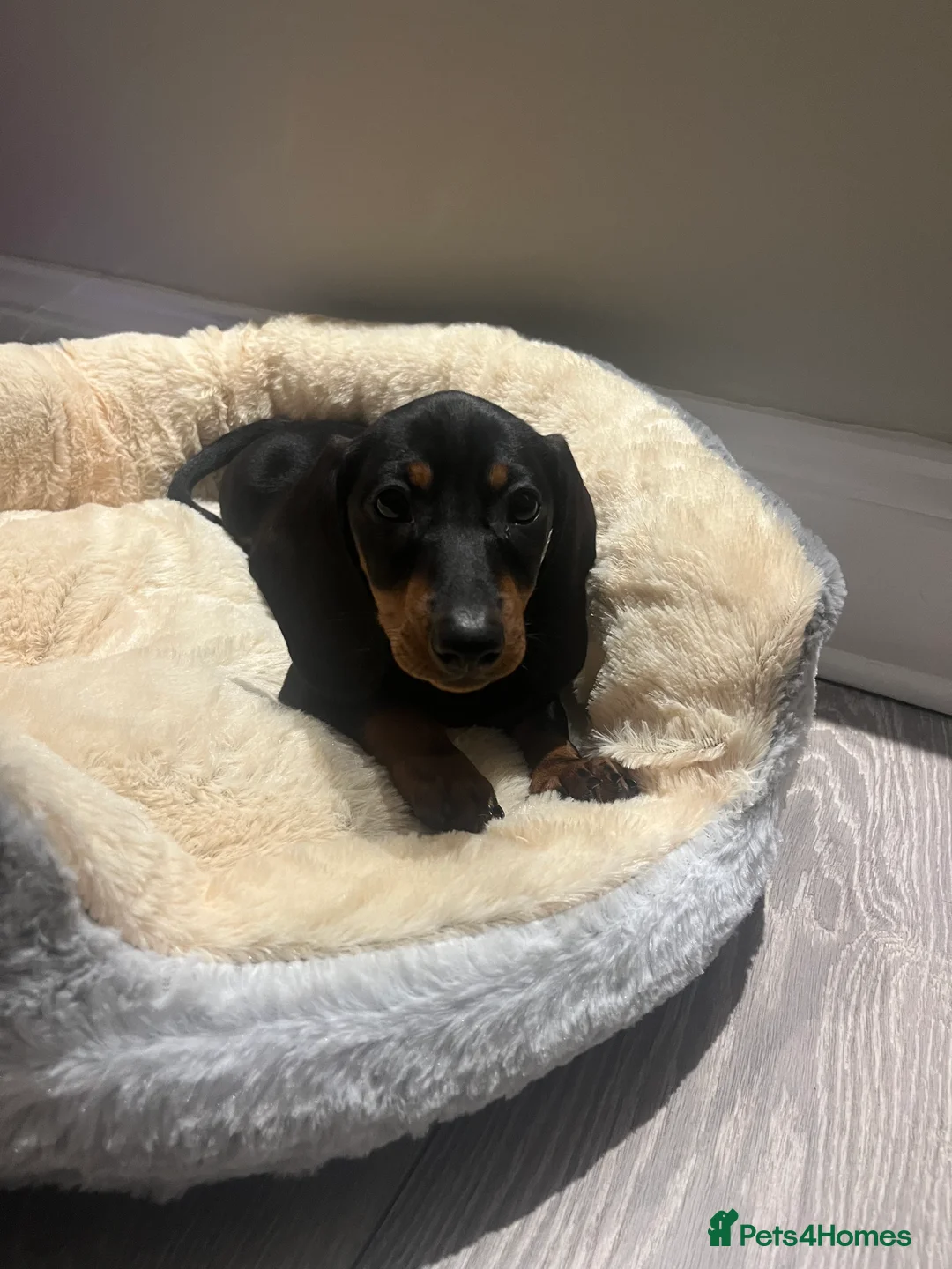 Miniature Dachshund dogs for sale: Miniature dachshund  - Advert 1