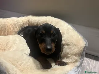 Miniature Dachshund dogs Miniature dachshund - Advert 1