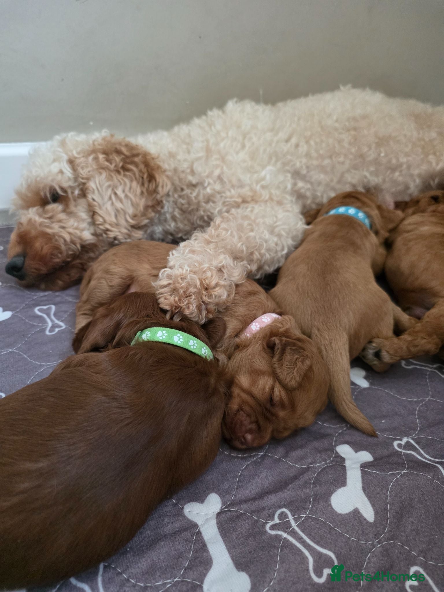Cockapoo dogs Cockapoo puppies - Advert 15