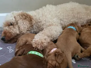 Cockapoo dogs Cockapoo puppies - Advert 4