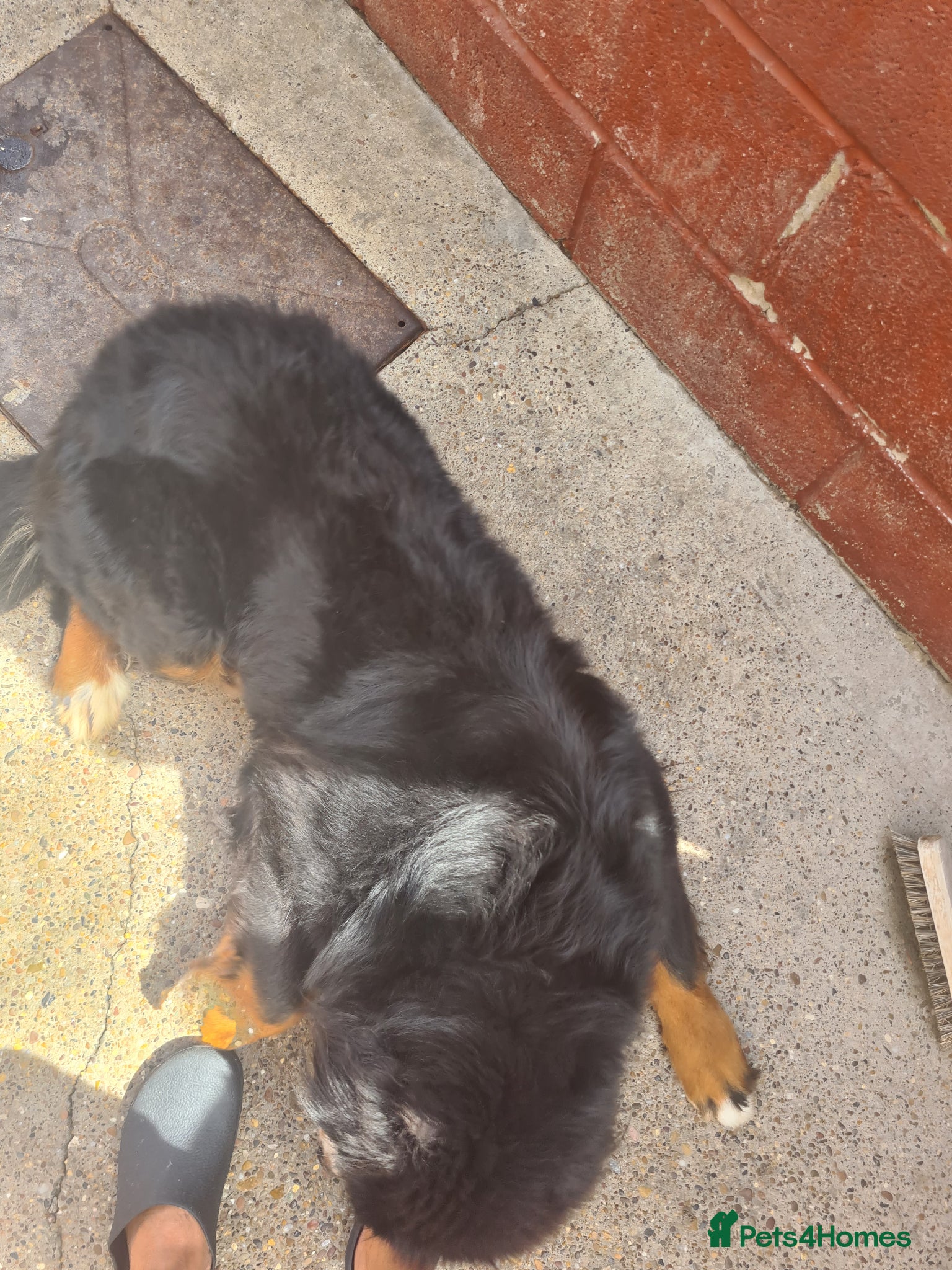 Bernese Mountain Dog dogs for sale: Bernese Mountain Dog  in Nottingham - Advert 5