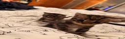 Mixed Breed cats for sale: American wire hair x Mainecoon  - Advert 9