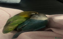 Lovebirds birds for sale: male and female semi tamed love birds - Image 3