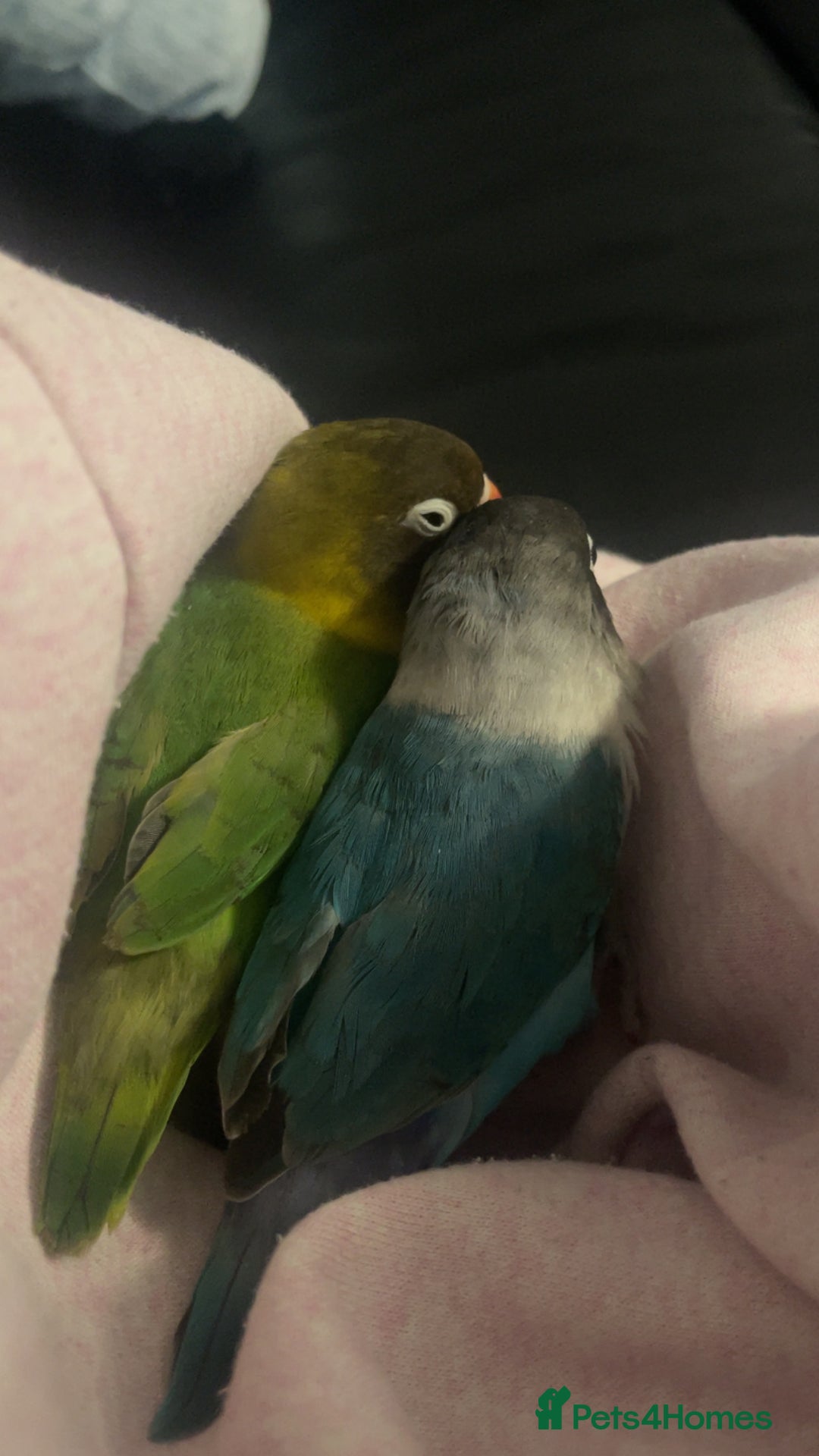 Lovebirds birds for sale: male and female semi tamed love birds - Image 3
