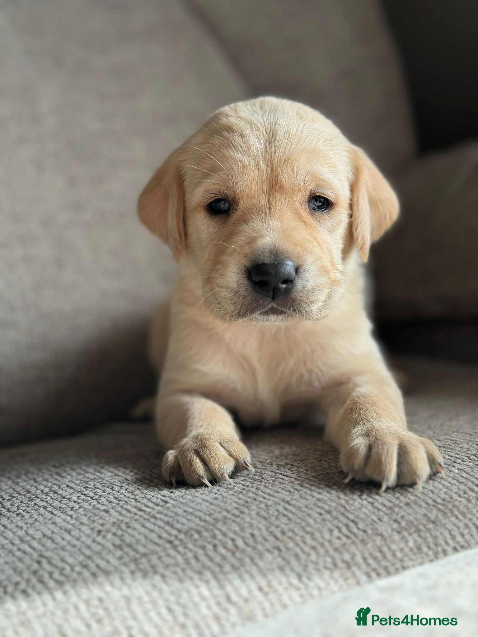 Goldador dogs Beautiful outstanding golden retriever x labs - Advert 4