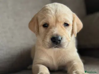 Goldador dogs Beautiful outstanding golden retriever x labs - Advert 4
