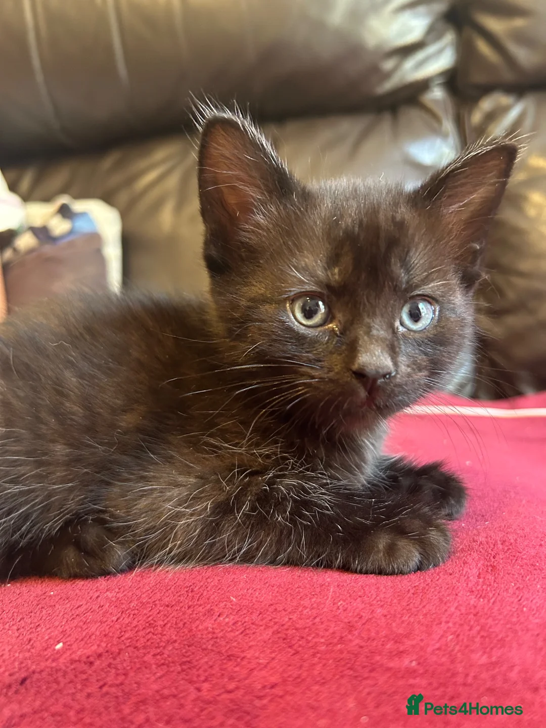 Mixed Breed cats for sale: Kittens for sale  in Grays - Advert 16