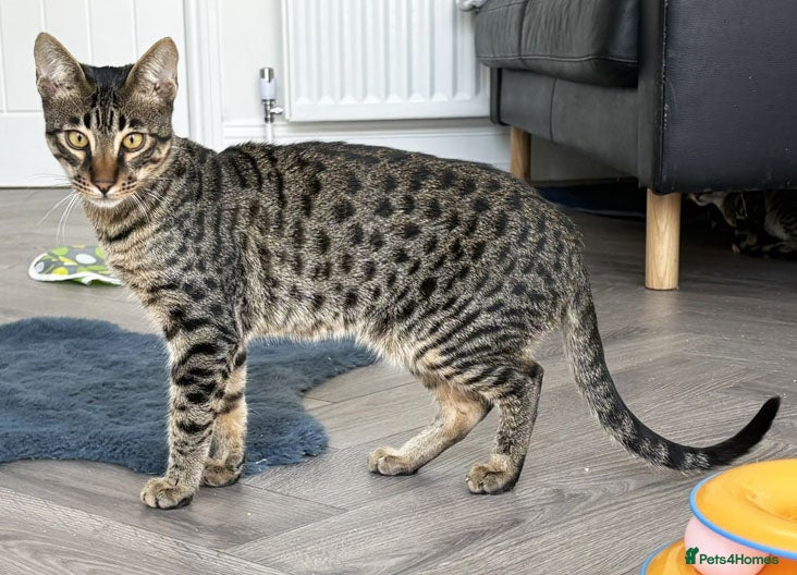 Savannah cats Reduced and ready F6 Savannah boy Koffee - Advert 5