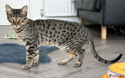 Savannah cats for sale: Reduced and ready F6 Savannah boy Koffee - Image 1