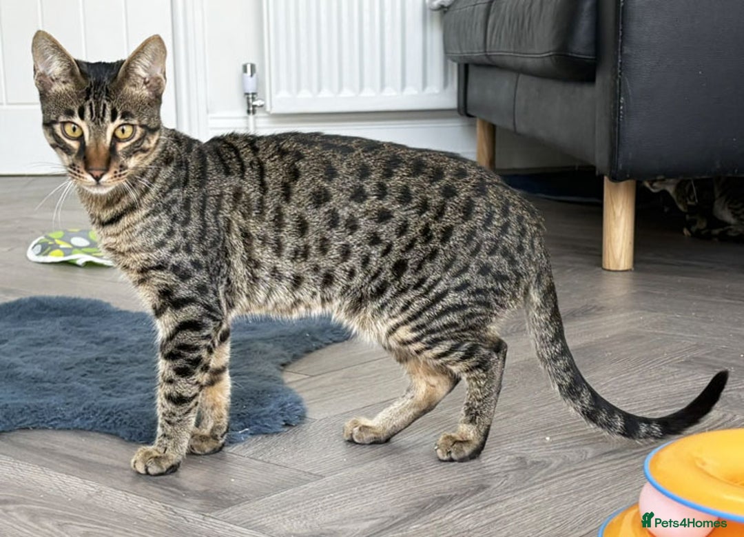 Savannah cats for sale: Reduced and ready F6 Savannah boy Koffee - Image 1