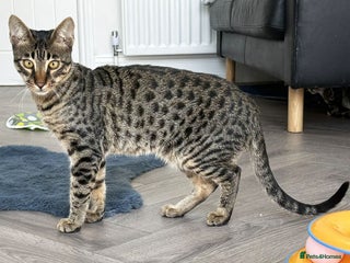Savannah cats - Advert 35