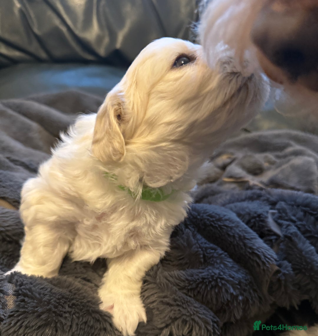 Bichon Frise dogs for sale: Bichon Frise Puppies  - Advert 6