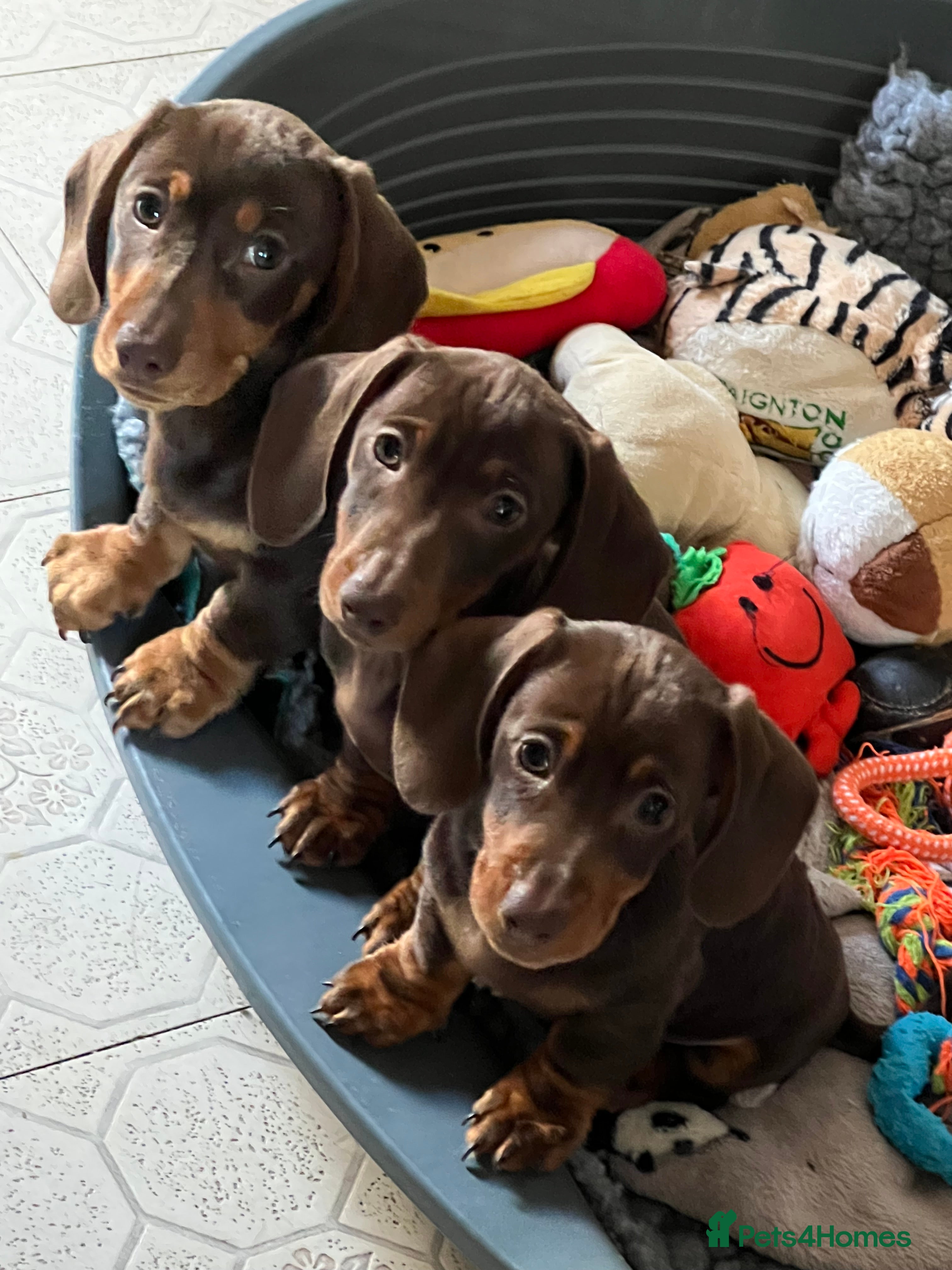 Miniature Dachshund dogs Ready Now! smooth haired mini dachshunds - Advert 19