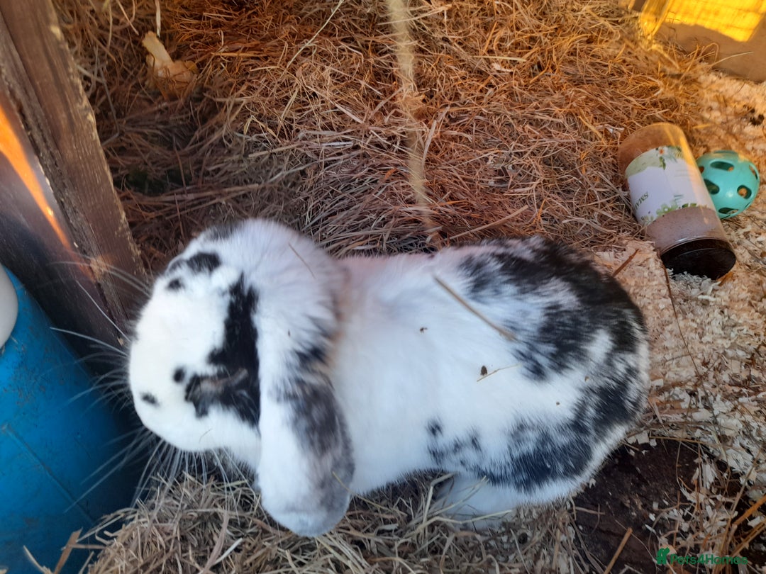 French Lop rabbits for sale: Beautiful  French Lops  (BRC) - Advert 6