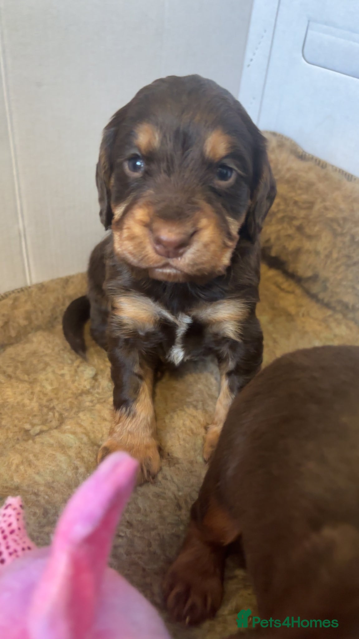 Cocker Spaniel dogs Beautiful chocolate and tan working cockers - Advert 1