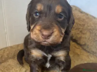 Cocker Spaniel dogs Beautiful chocolate and tan working cockers - Advert 1