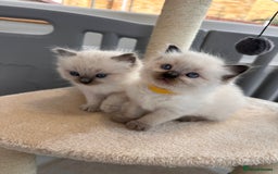 Ragdoll cats for sale: 💗Beautiful ragdoll kittens 💙 - Image 3