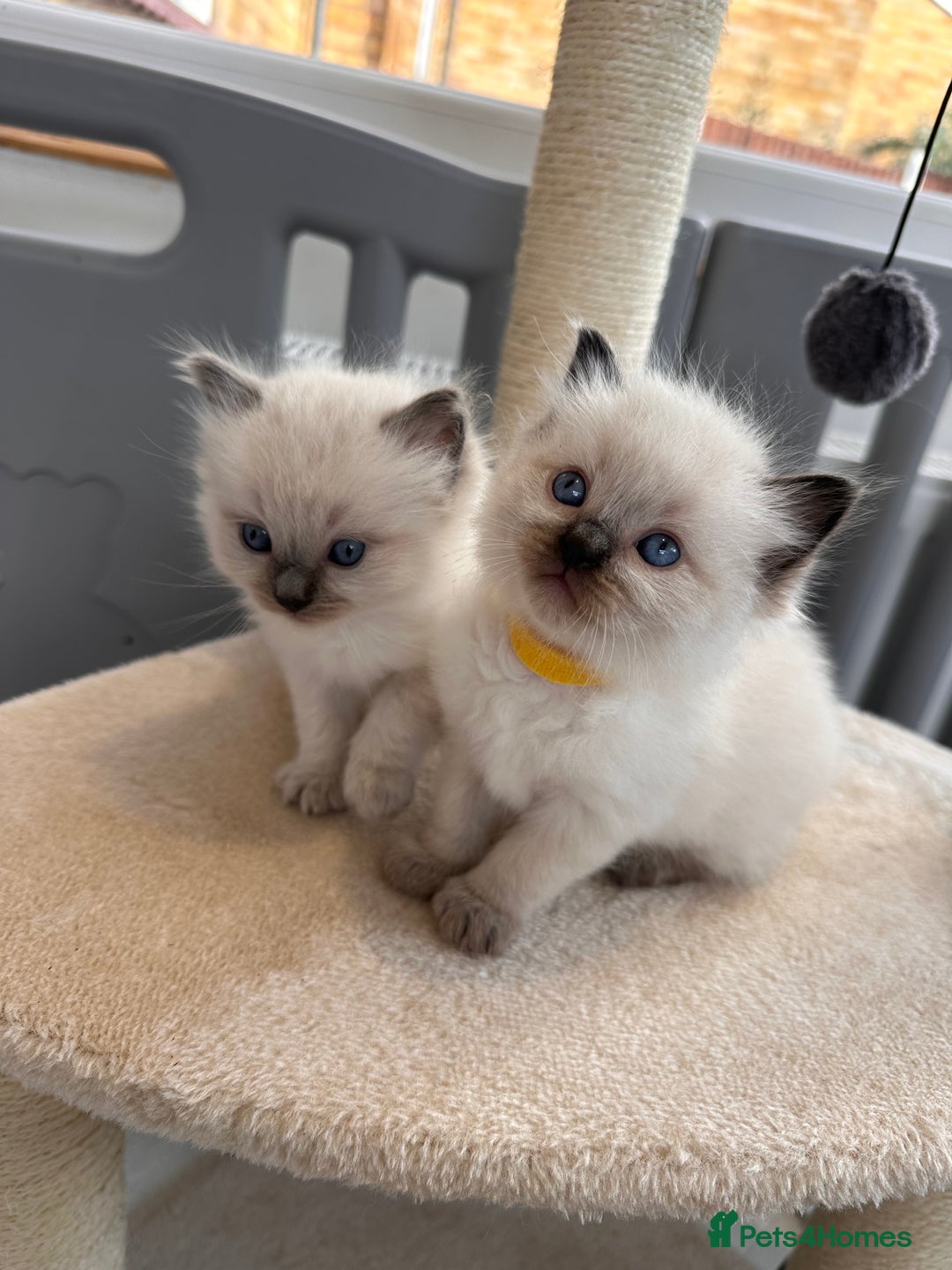 Ragdoll cats for sale: 💗Beautiful ragdoll kittens 💙 - Image 3