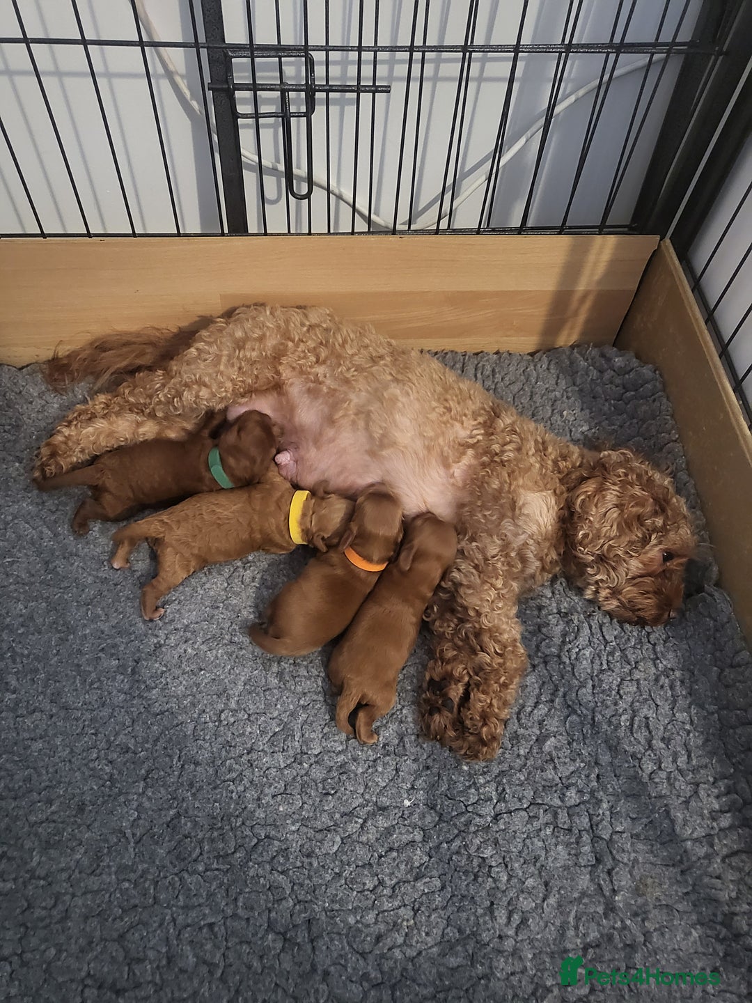Cavapoo dogs for sale: F1bb cavapoo's  - Image 12