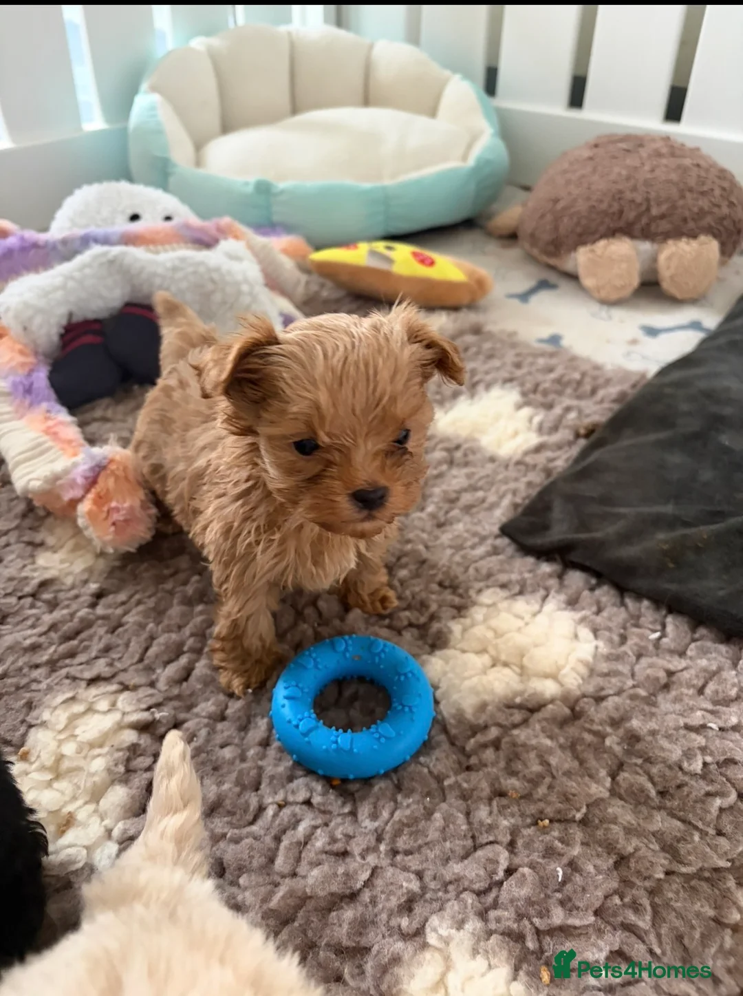 Shihpoo dogs for sale: Tiny Shihpoo puppies - Advert 3