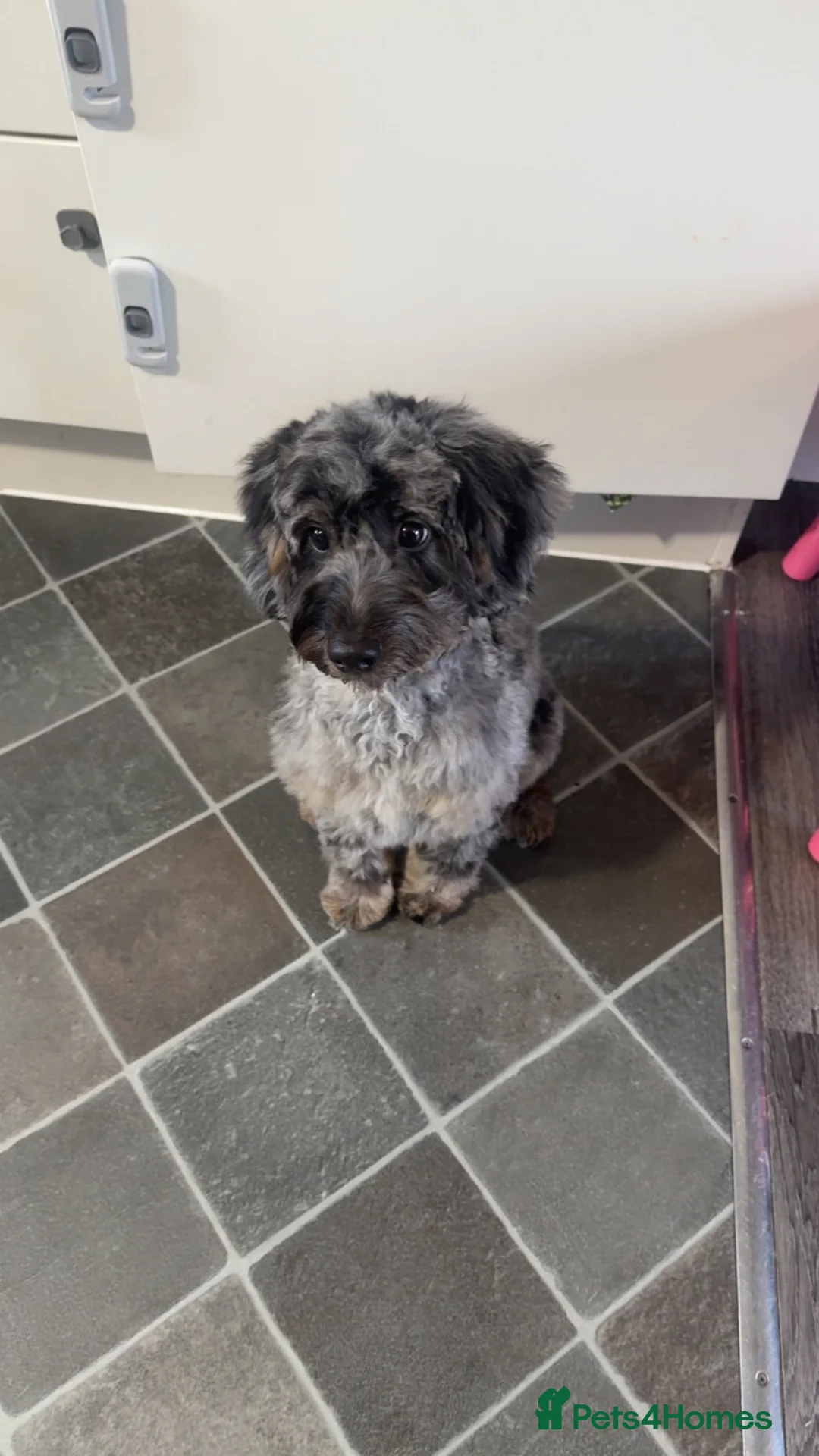 Cockapoo dogs for sale: Cockapoo boy in Southampton - Advert 2