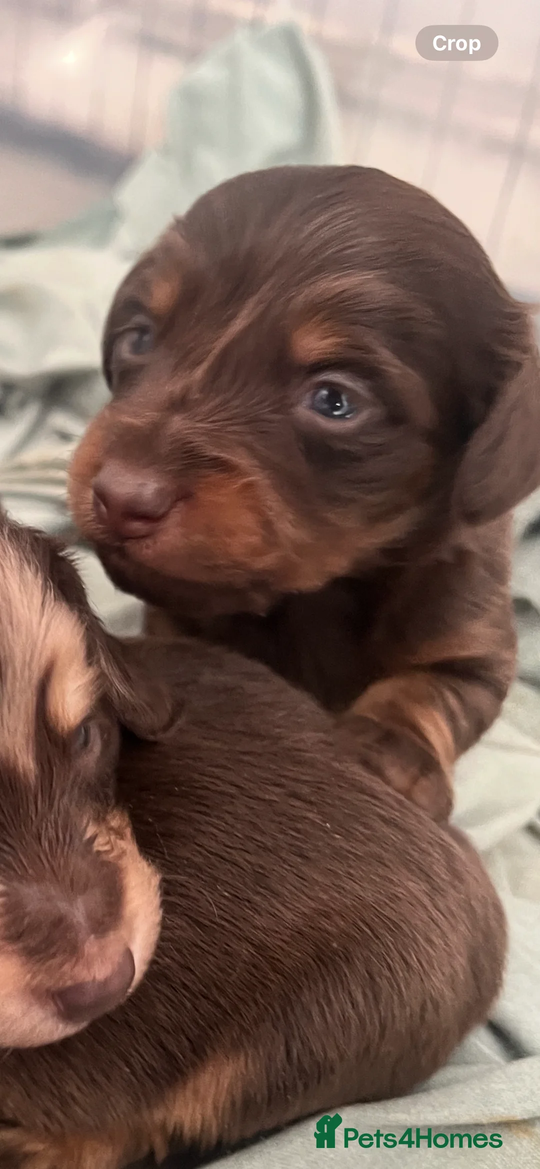 Miniature Dachshund dogs for sale: READY NOW Long hair tiny KC - Advert 6