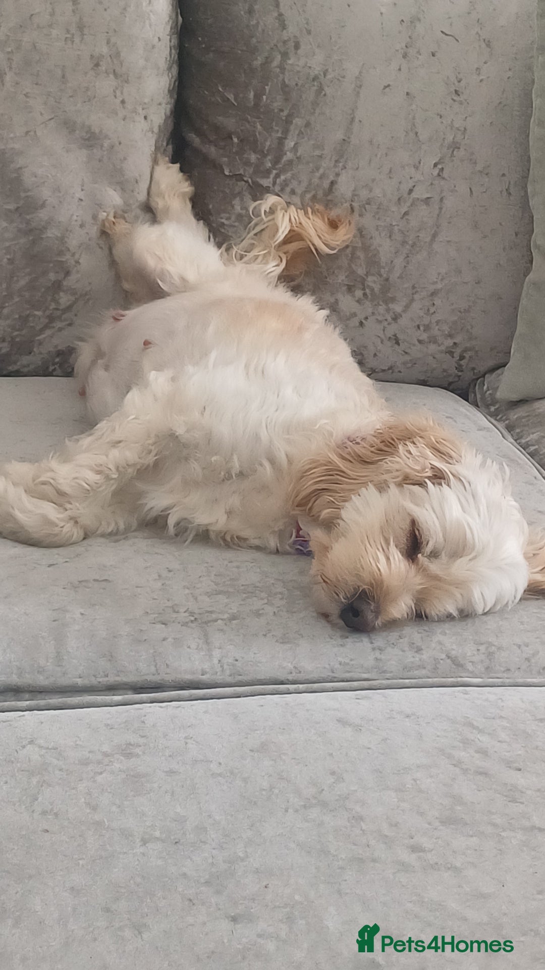 Cockapoo dogs for sale: 3 beautiful cockapoo boys - Image 23