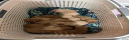 Labrador Retriever dogs for sale: KC Registered Fox Red Labrador Retriever Puppies - Advert 12