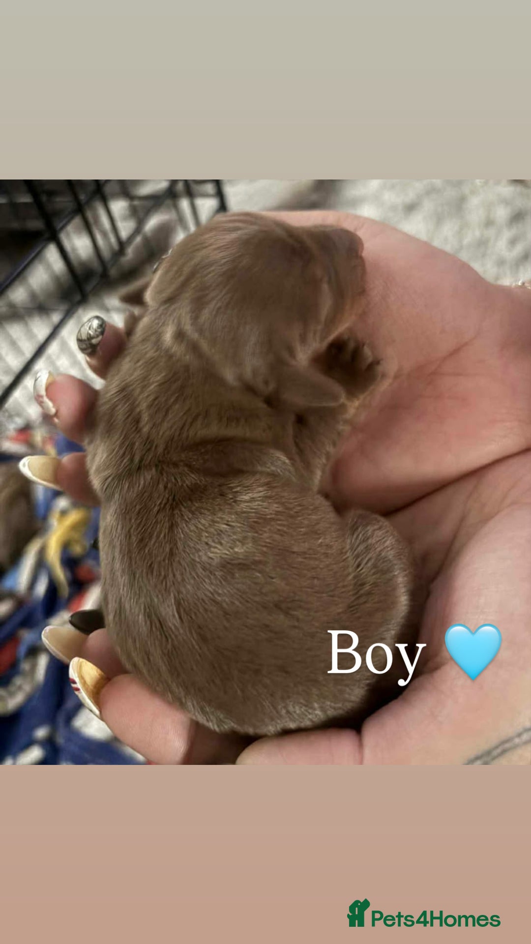 Miniature Dachshund dogs for sale: Stunning smooth haired miniature dachshund puppies - Advert 3