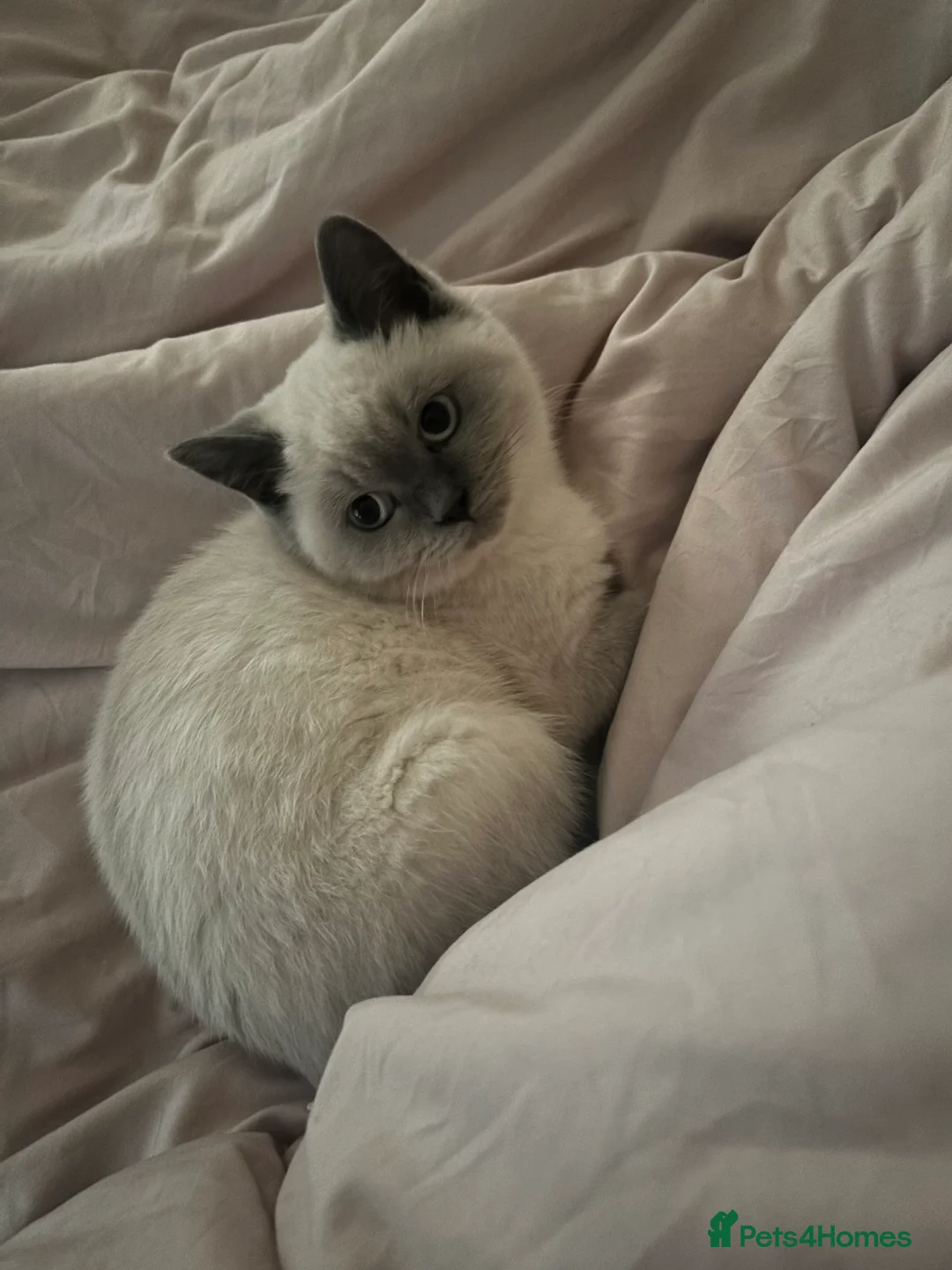 British Shorthair cats for sale: Blue point British short hair  - Advert 2