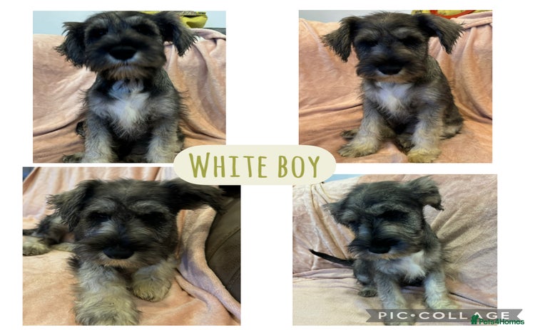 Miniature Schnauzer dogs DRASTICALLY REDUCED- Mini Schnauzer Puppies - Advert 16