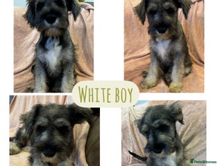 Miniature Schnauzer dogs DRASTICALLY REDUCED- Mini Schnauzer Puppies - Advert 6