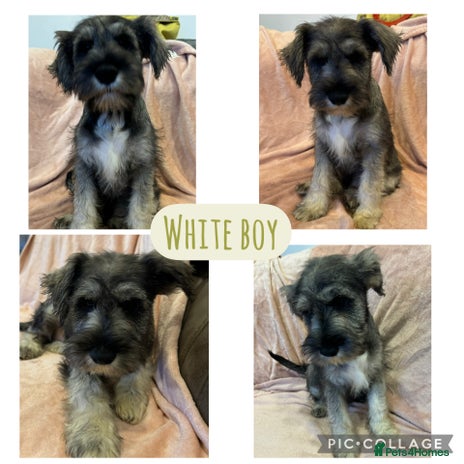 Miniature Schnauzer dogs DRASTICALLY REDUCED- Mini Schnauzer Puppies - Advert 1